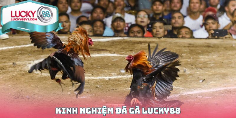 Kinh nghiệm đá gà Lucky88